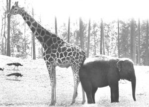 olifant_giraf
